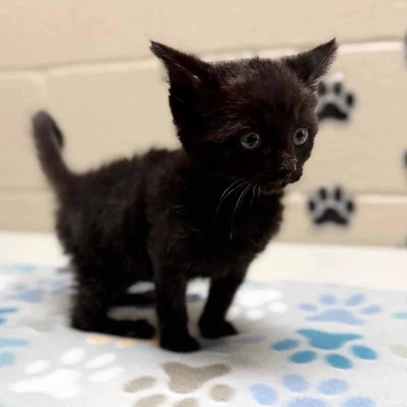 A baby small-sized female Black Domestic Short Hair cat named Crow for adoption in Caryville, TN