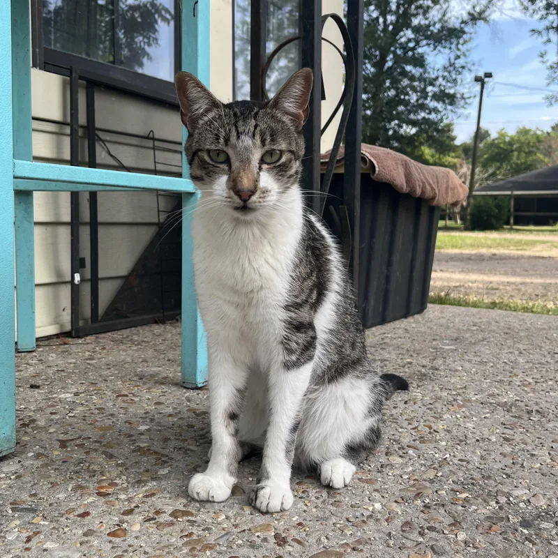 An adult medium-sized male Gray & White Domestic Short Hair cat named Antoine for adoption in Hammond, LA