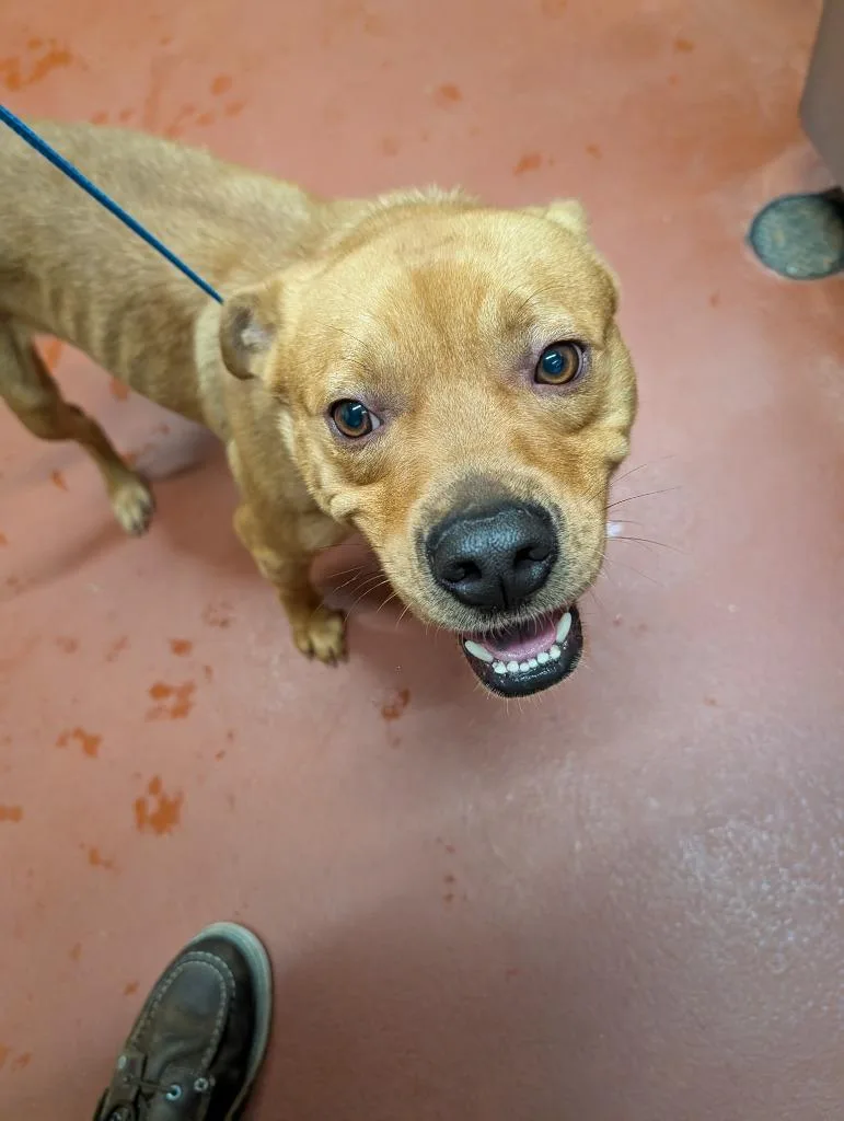 An adult medium-sized male Mixed Breed dog named Dave for adoption in Douglasville, GA
