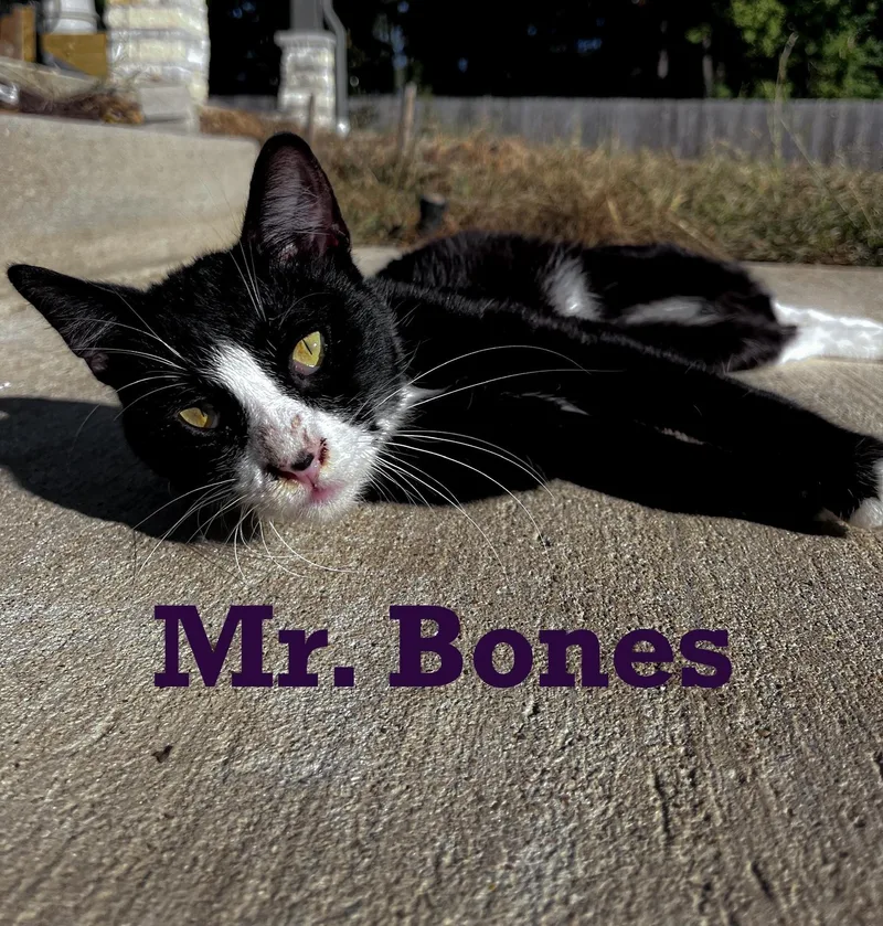 Mr. Bones