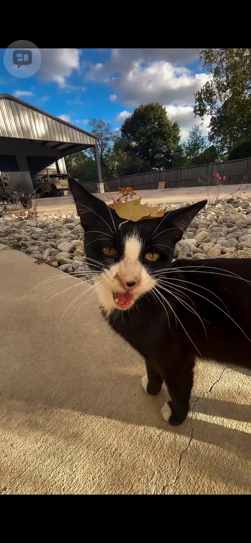 Mr. Bones thumbnail 2