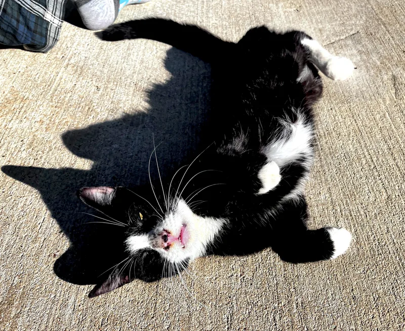 Mr. Bones thumbnail 3