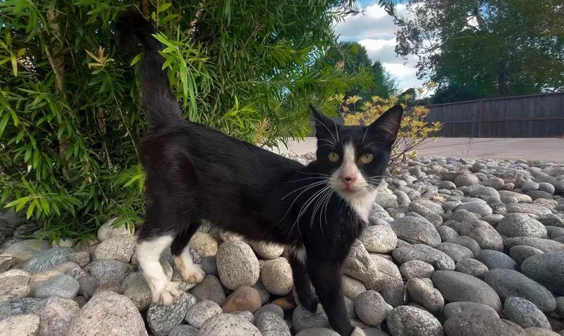 Mr. Bones thumbnail 4