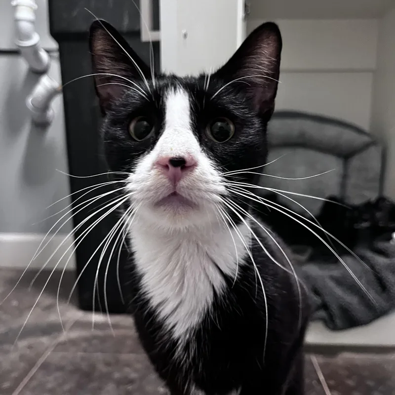 Mr. Bones thumbnail 5