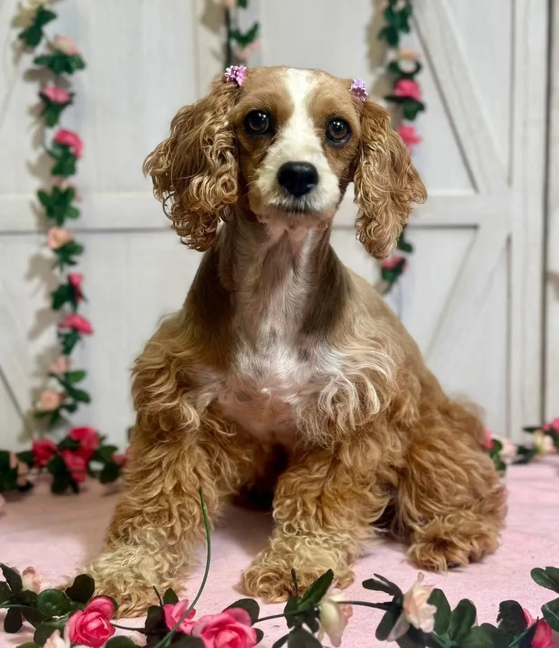 An adult small-sized female Cocker Spaniel dog named Reba for adoption in New Stanton, PA