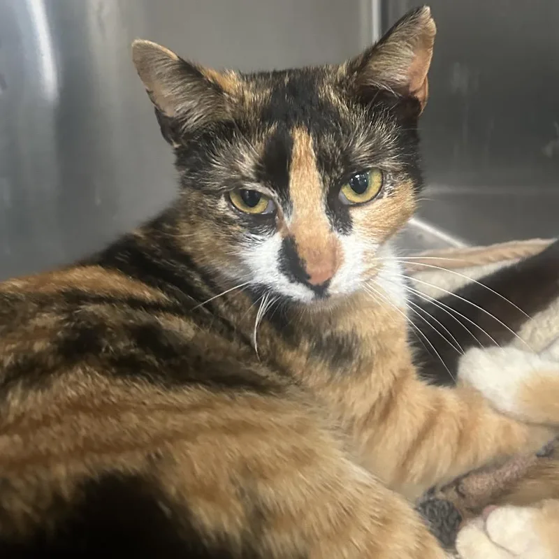 A young medium-sized female Calico Domestic Short Hair cat named Kelly for adoption in Birmingham, AL