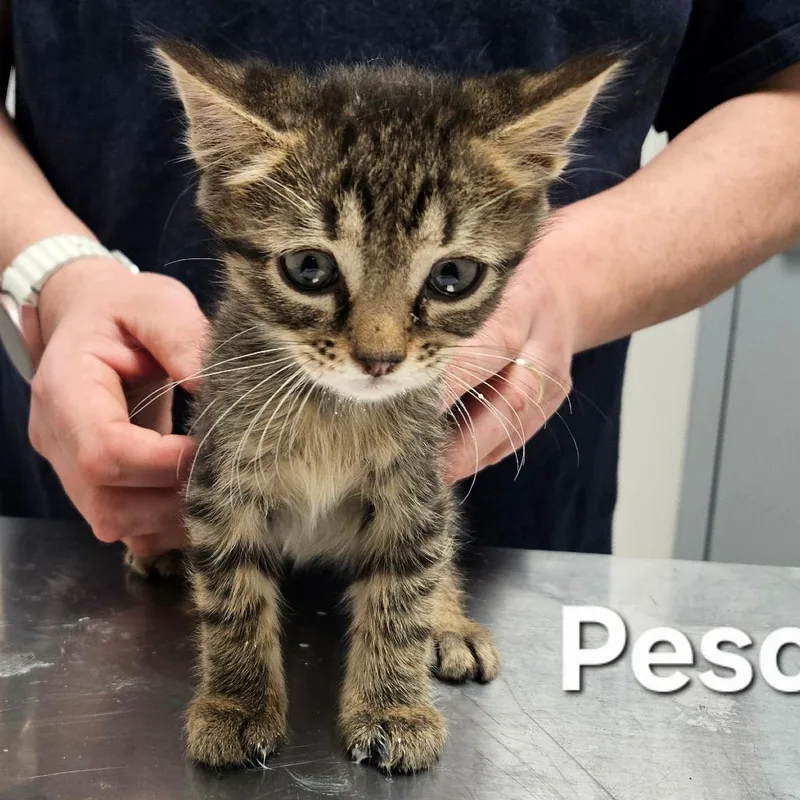 A baby small-sized male Brown / Chocolate Domestic Short Hair cat named Peso for adoption in Oneonta, NY