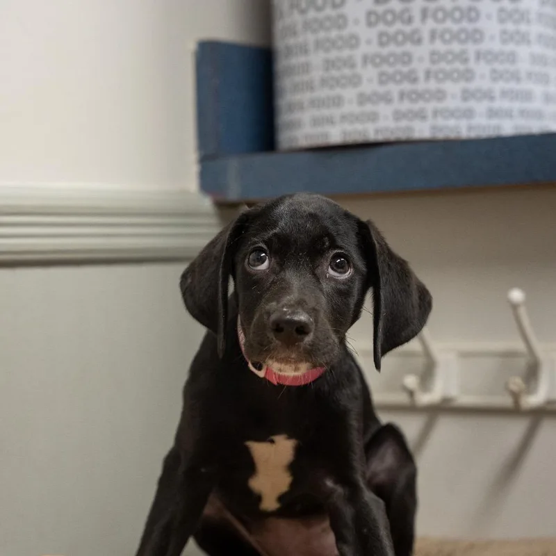 A baby medium-sized female Labrador Retriever dog named Tigger for adoption in Pawling, NY