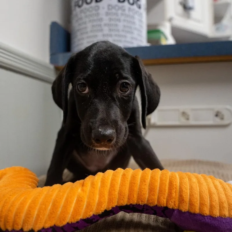Tigger thumbnail 2