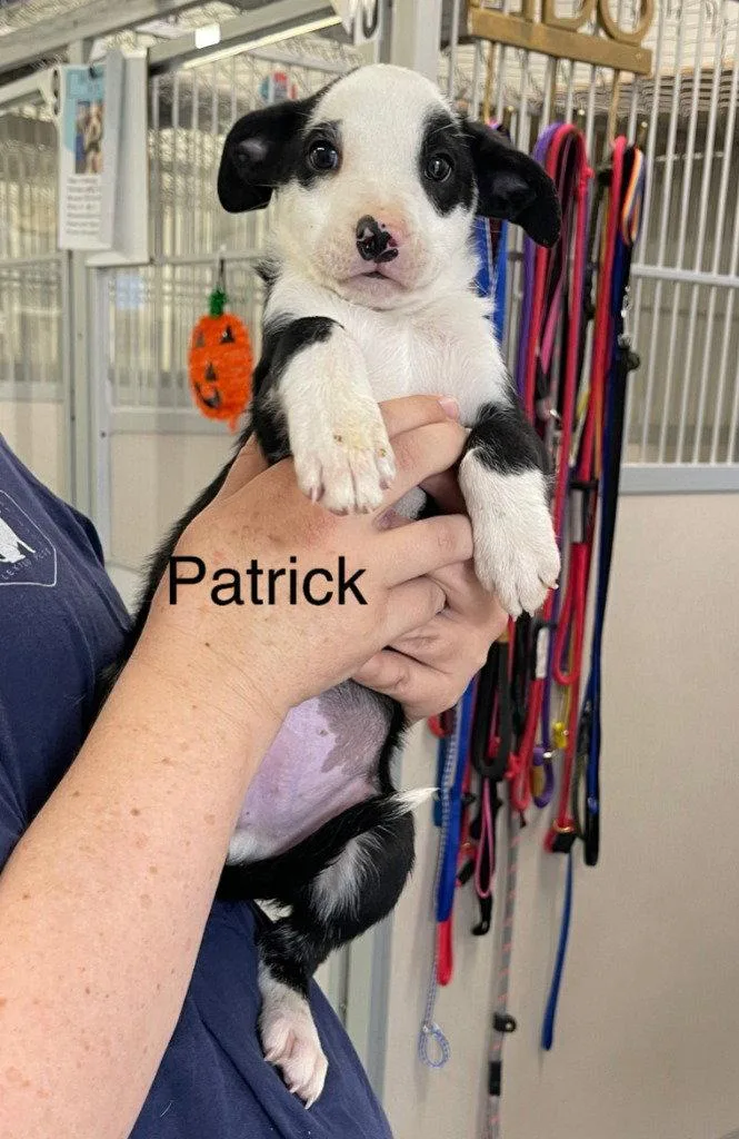 A baby medium-sized male Terrier dog named Patrick for adoption in Saint George, UT
