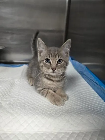 A baby small-sized male Domestic Short Hair cat named Chunky Monkey Boy for adoption in Houston, TX