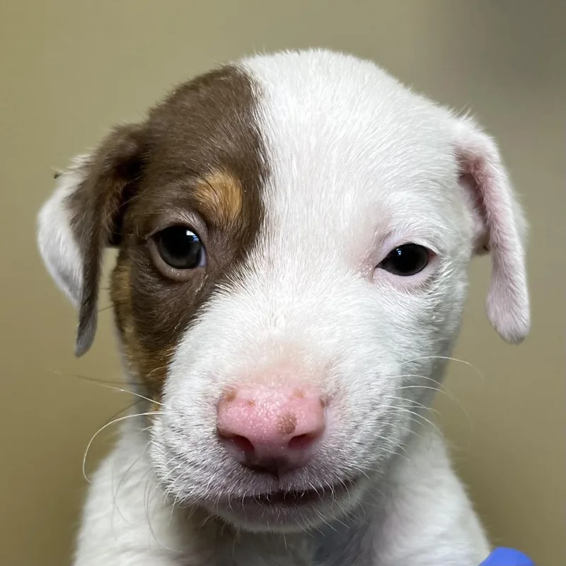 A baby small-sized male White / Cream Mixed Breed dog named Megumi for adoption in Palm Springs, CA