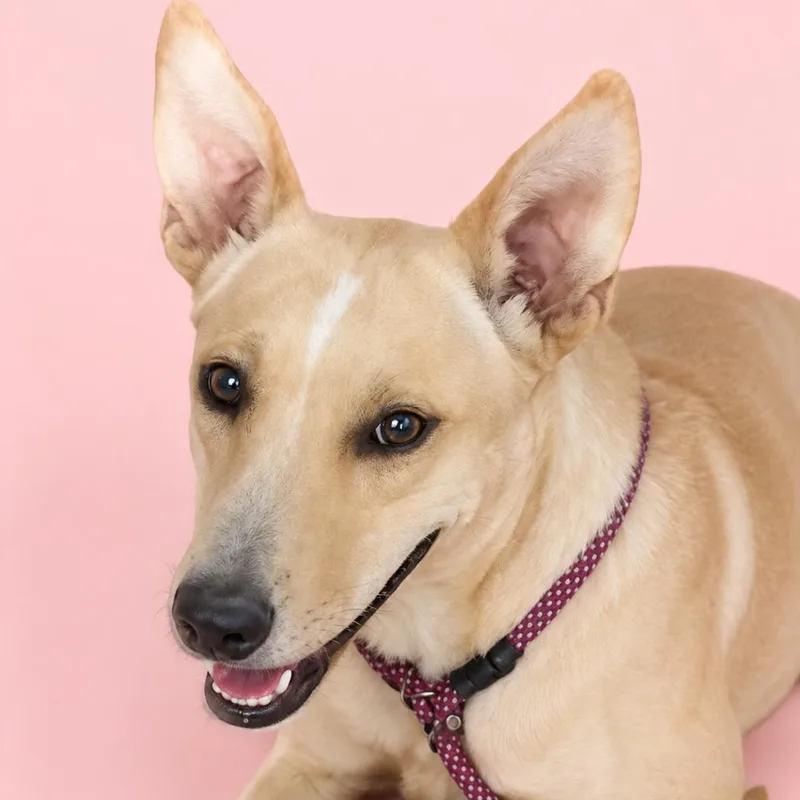 An adult medium-sized female Apricot / Beige Shepherd dog named Zelda for adoption in Kim, CO