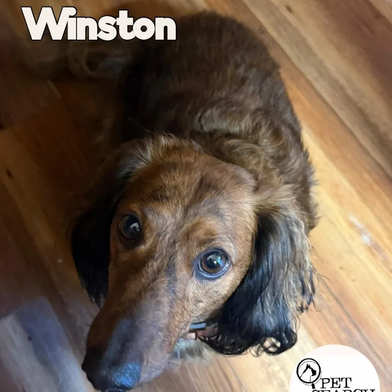 An adult small-sized male Miniature Dachshund dog named Winston for adoption in Washington, PA