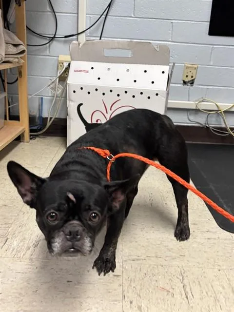 An adult small-sized female French Bulldog dog named Mrs. Toad for adoption in Stockton, CA