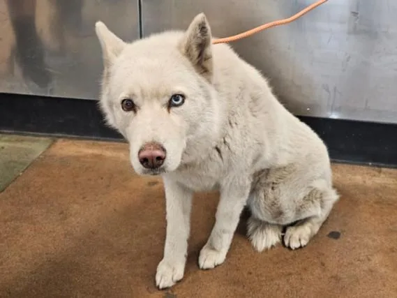 A young large-sized female German Shepherd Dog dog named Ricci for adoption in Van Nuys, CA