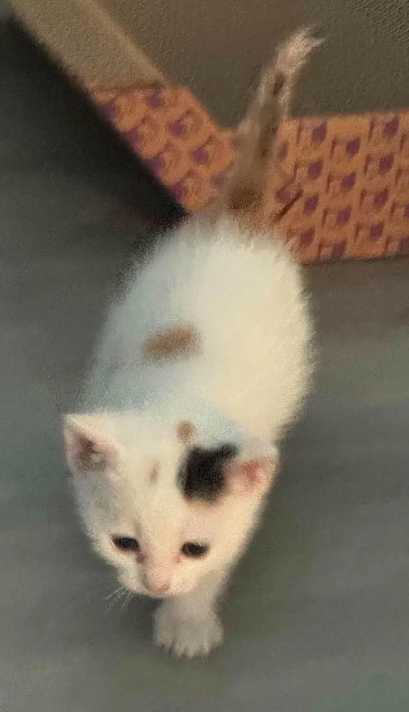 A young medium-sized female Calico cat named Snickers for adoption in Tehachapi, CA