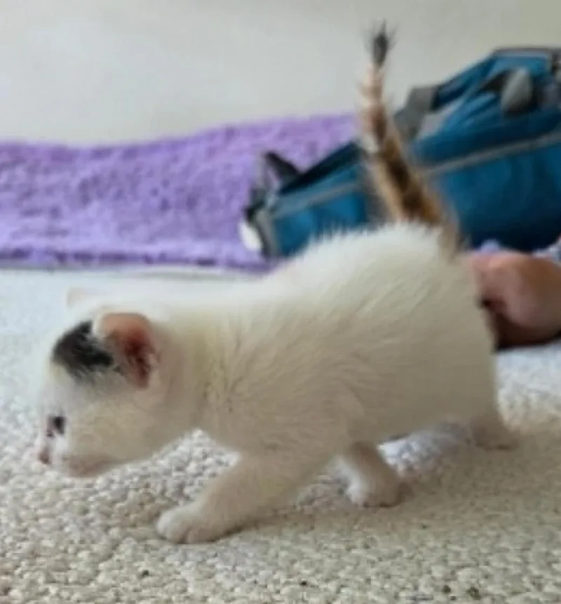 Snickers thumbnail 5