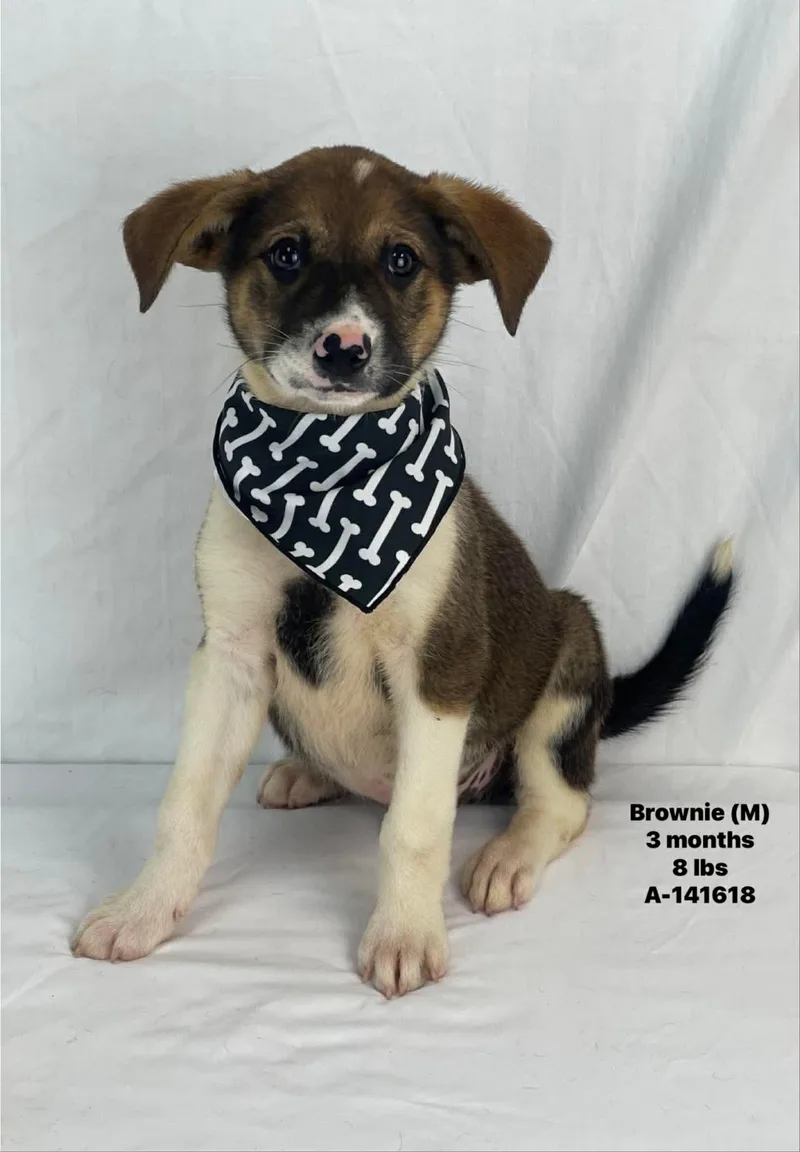 A baby medium-sized male Mixed Breed dog named Brownie for adoption in Holbrook, NY