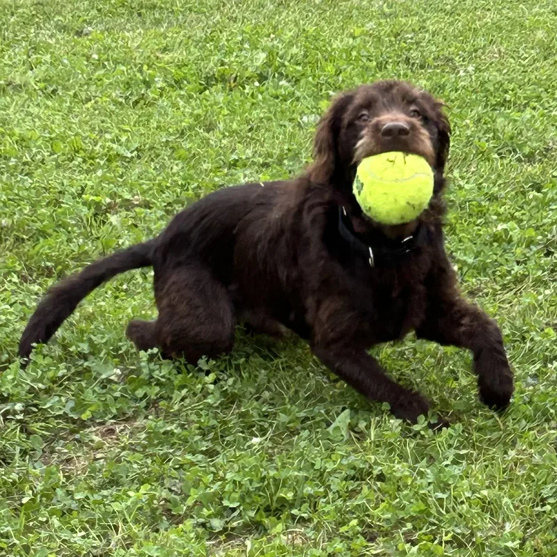 An adult medium-sized male Brown / Chocolate German Wirehaired Pointer dog named Oscar for adoption in West Grove, PA
