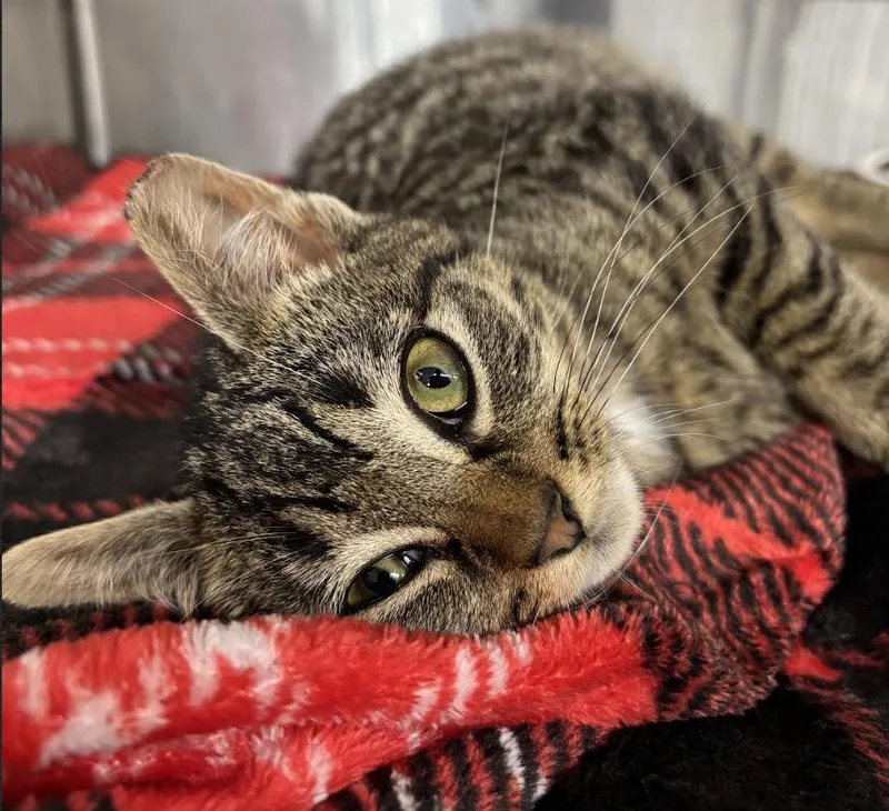 A young medium-sized male Tabby (Brown / Chocolate) Domestic Short Hair cat named Whitman for adoption in Long Beach, NY