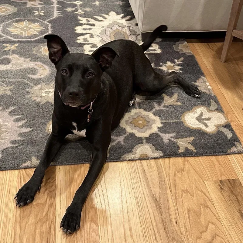 An adult medium-sized female Black Labrador Retriever dog named Lily for adoption in Fairfax, VA