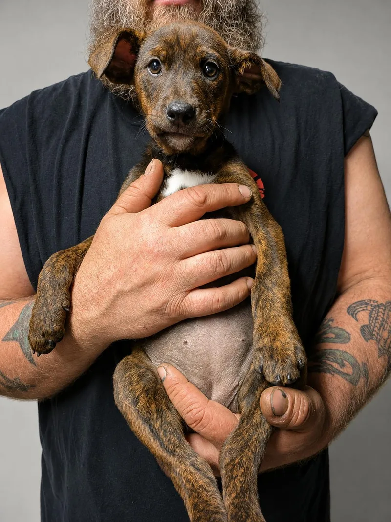 A baby medium-sized female Brindle Mixed Breed dog named Holly Madison for adoption in Kenosha, WI