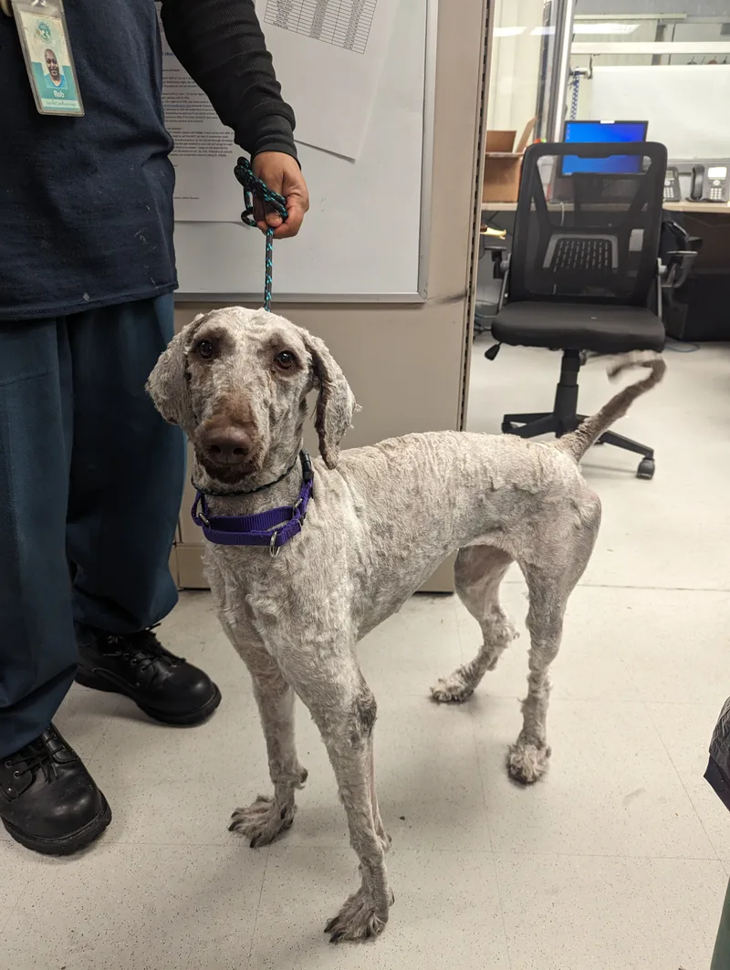 A young medium-sized female Brown / Chocolate Aussiedoodle dog named Cinder for adoption in Woodstock, CT