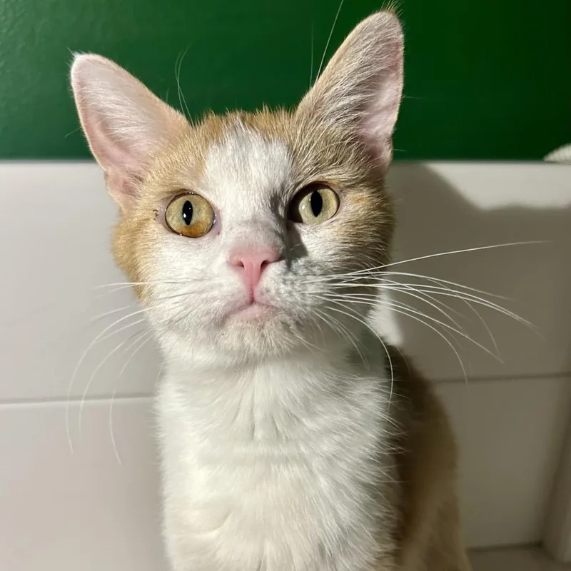 An adult medium-sized female Orange / Red Domestic Short Hair cat named Selene for adoption in St Joseph, MO