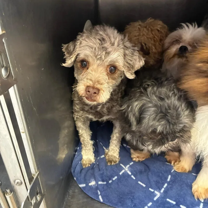 An adult small-sized female Brown / Chocolate Havanese dog named Baker's Duzin for adoption in Northbrook, IL