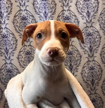 A baby small-sized male Terrier dog named Baby for adoption in Honolulu, HI