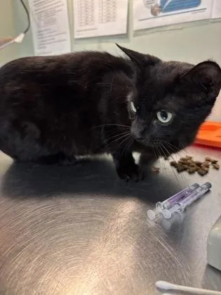 A young medium-sized female Domestic Short Hair cat named Microwave for adoption in Picayune, MS