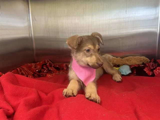 A baby small-sized female Siberian Husky dog named Dixie for adoption in Tustin, CA