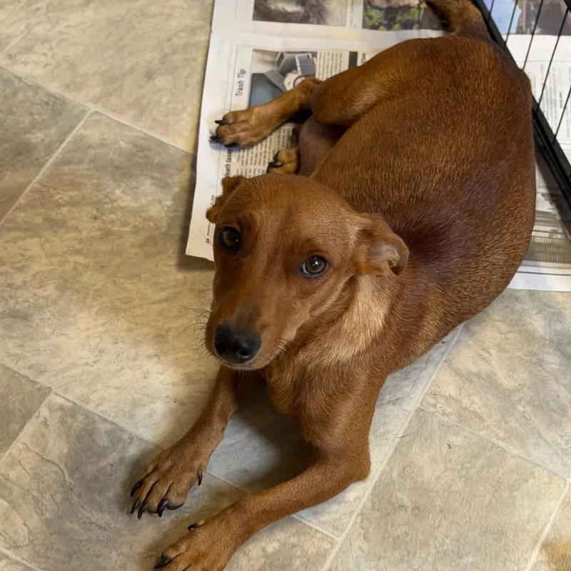 An adult small-sized female Chihuahua dog named Mama Pretzel for adoption in San Pablo, CA