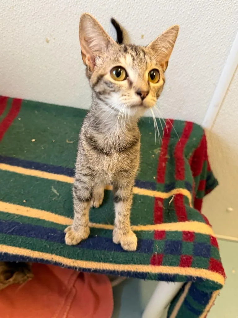 A baby small-sized female Domestic Short Hair cat named Willow for adoption in Ogdensburg, NY