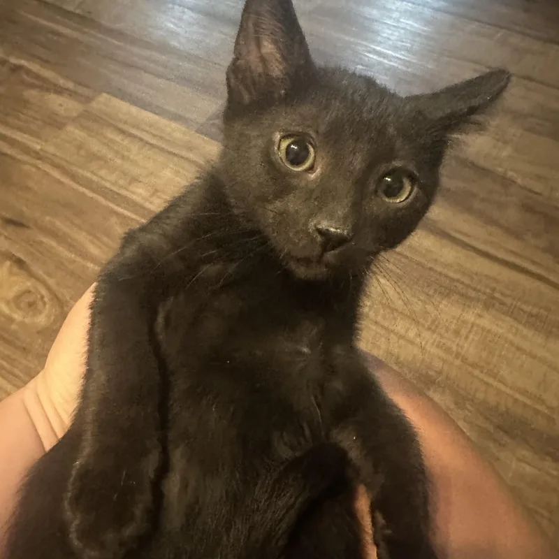A baby medium-sized male Black Domestic Short Hair cat named Boba Indoor Only for adoption in Stockton, CA
