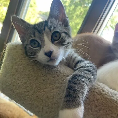A baby small-sized male Brown / Chocolate Domestic Short Hair cat named Louie for adoption in Springfield, IL