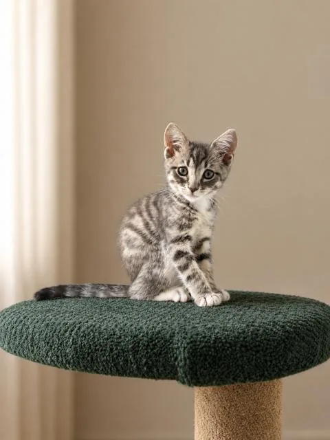 A young medium-sized male Gray / Blue / Silver Tabby cat named Juniper for adoption in Los Angeles, CA