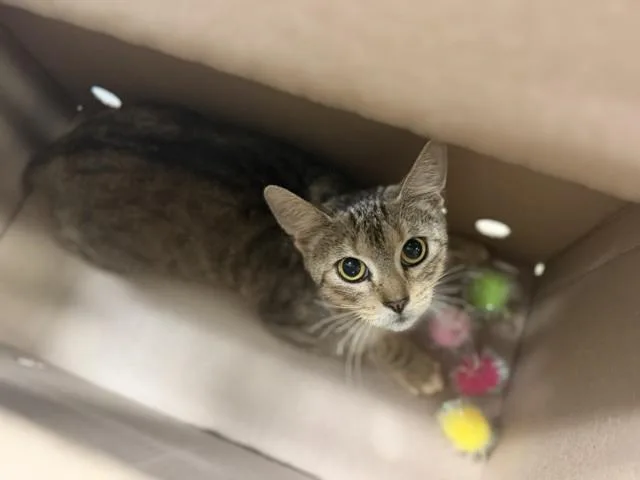 An adult large-sized female Domestic Short Hair cat named Sall for adoption in Miami, FL