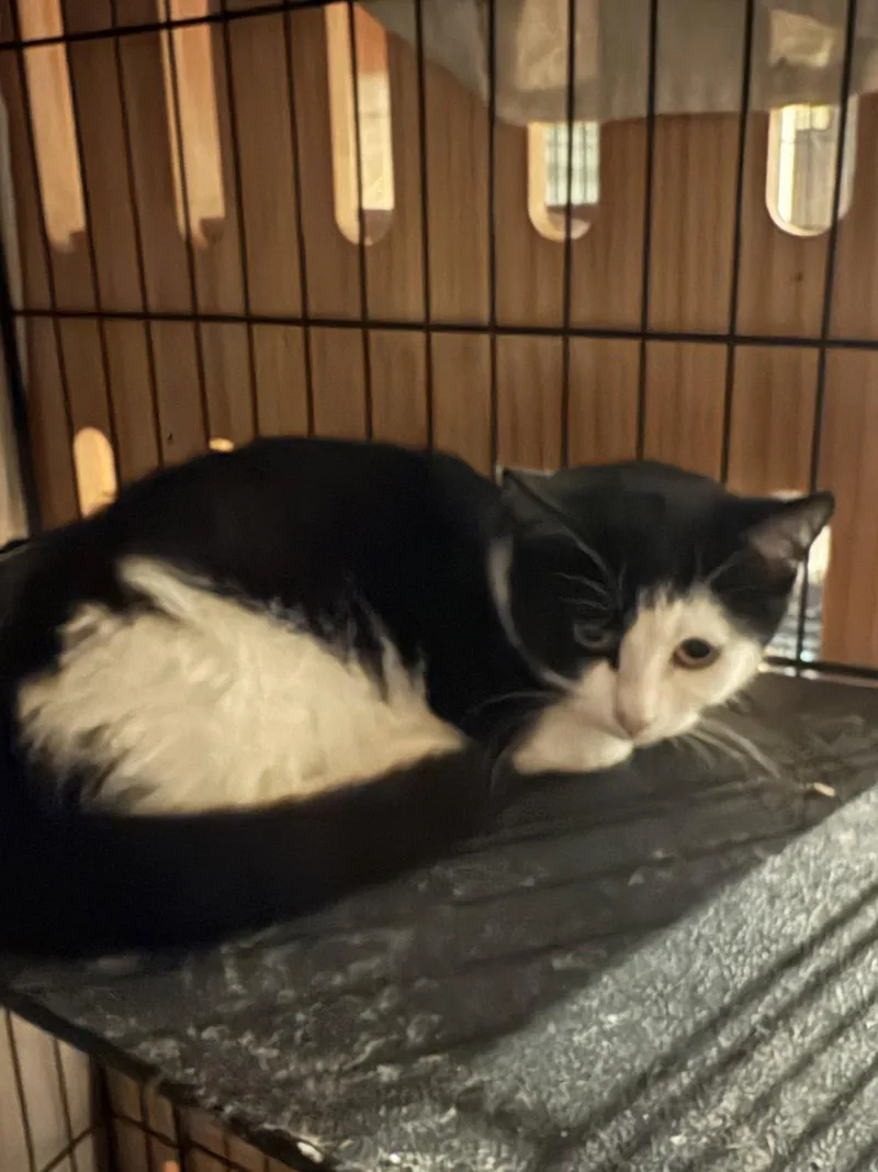 A baby medium-sized female Black & White / Tuxedo Domestic Short Hair cat named Penny for adoption in White Bluff, TN