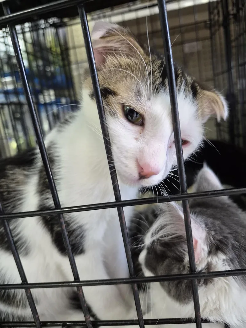 A baby medium-sized male White Domestic Short Hair cat named Spinach for adoption in Eugene, OR