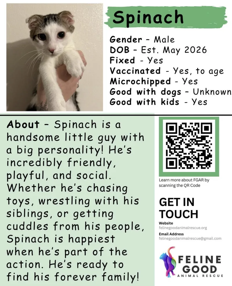 Spinach thumbnail 2