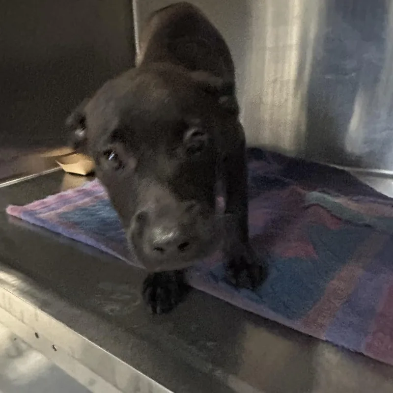 A baby small-sized female Black Labrador Retriever dog named Carolina for adoption in Greensboro, NC