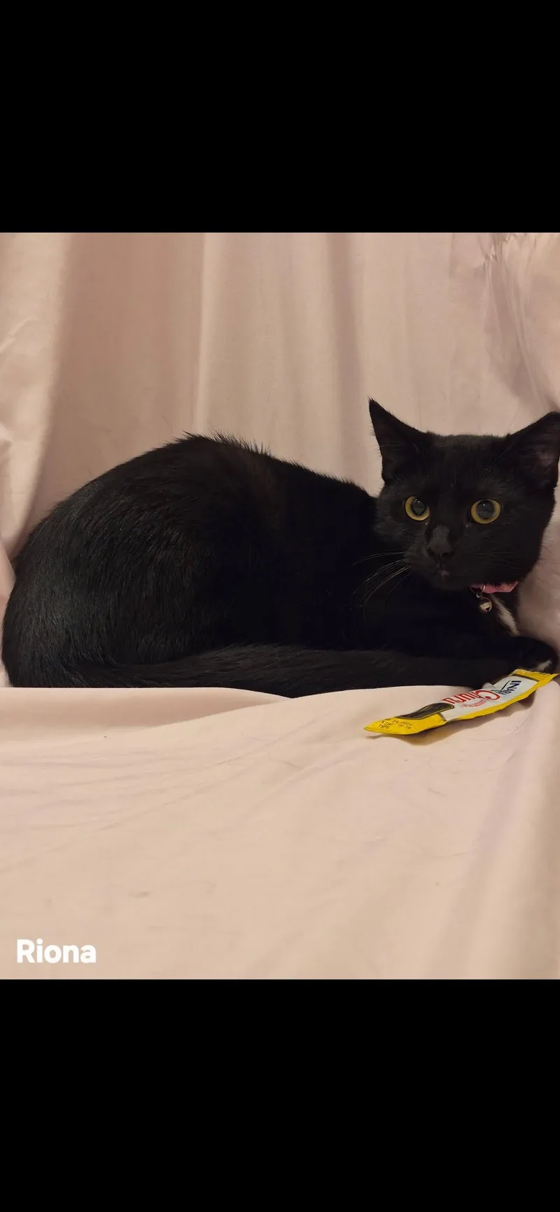 A young medium-sized female Black Domestic Short Hair cat named Riona for adoption in Arlington, TX