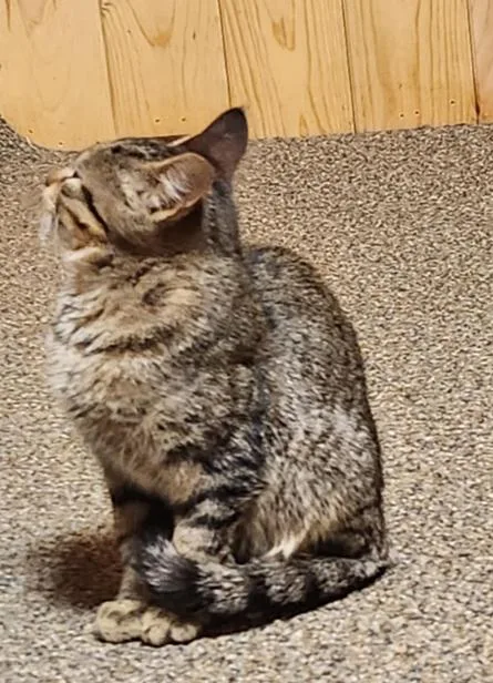 Oliver Avo thumbnail 2