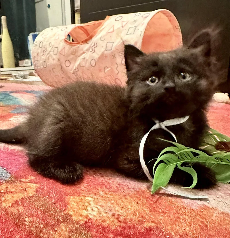 A baby medium-sized male Black Domestic Short Hair cat named Walrus for adoption in Seal Beach, CA
