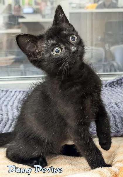 A baby small-sized male Domestic Short Hair cat named Danny Devine for adoption in Mason, MI