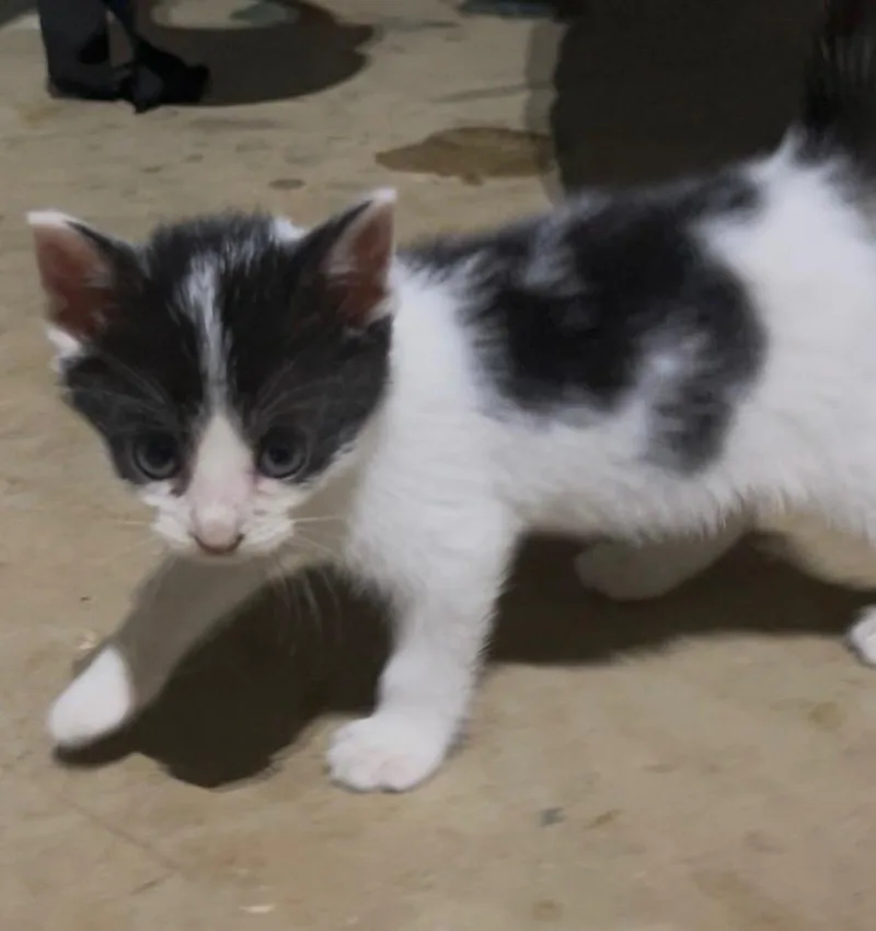 A baby medium-sized male Black & White / Tuxedo Tuxedo cat named Harry And Ginny for adoption in Columbia, SC