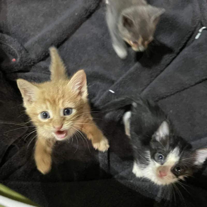 Harry And Ginny thumbnail 4
