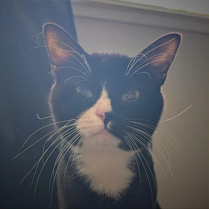 An adult medium-sized male Black Domestic Short Hair cat named Sailor Cat Sam for adoption in Tacoma, WA
